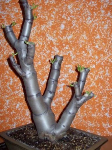 Crassula 002.jpg
