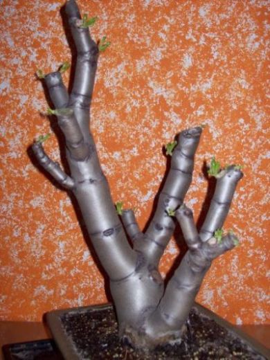 Crassula 001.jpg