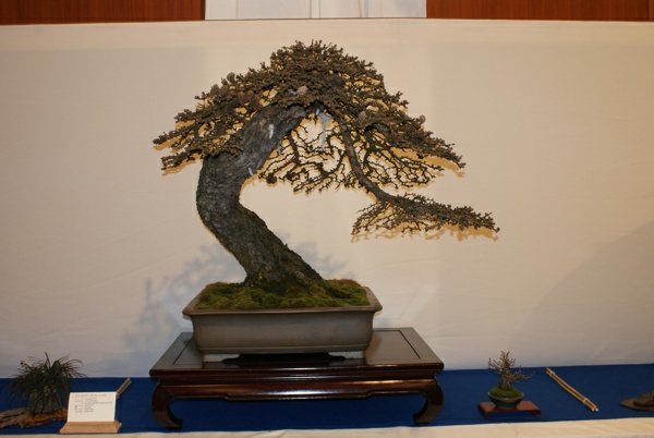 DSC01764.jpg