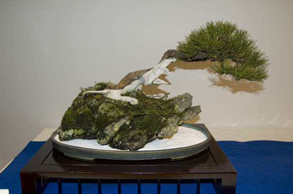 Pinus Mugo von Marinko Beg.jpg