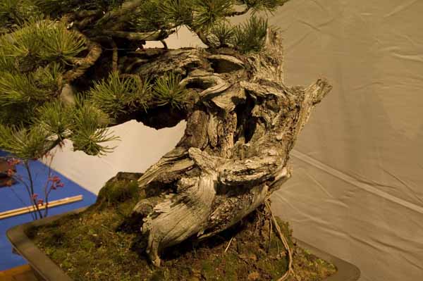Pinus Mugo von Manfred Roth Detail 3_1.jpg