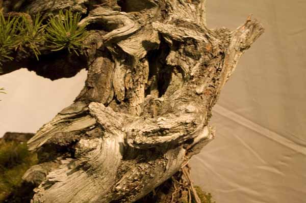 Pinus Mugo von Manfred Roth Detail 3.jpg