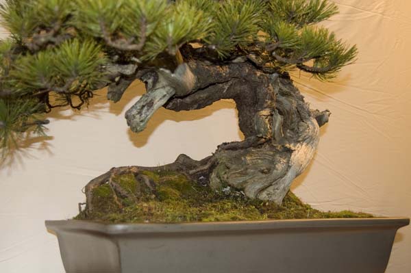 Pinus Mugo von Manfred Roth Detail 2.jpg