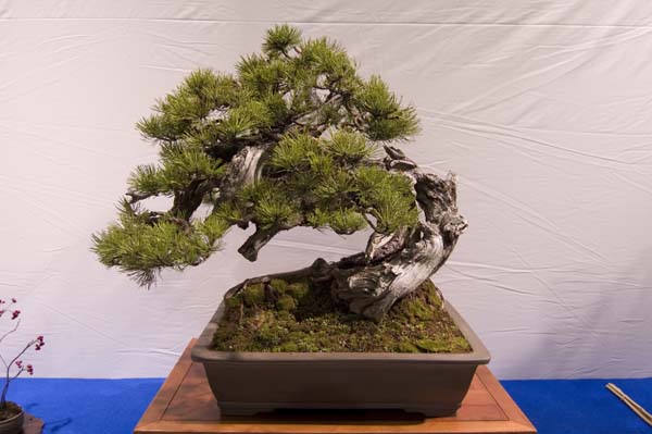 Pinus Mugo von Manfred Roth.jpg