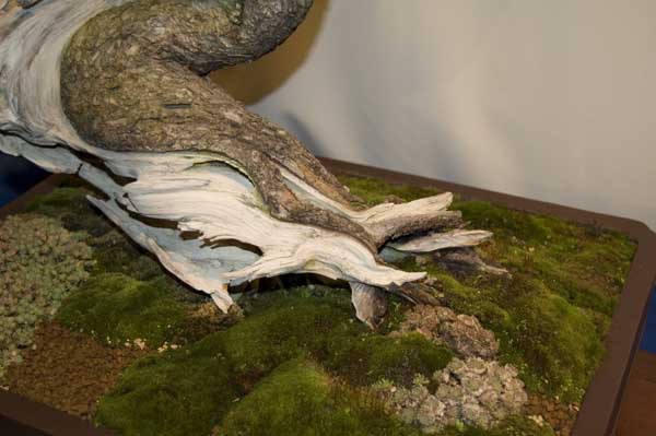 Pinus Mugo Detail von Serge Clemence .jpg