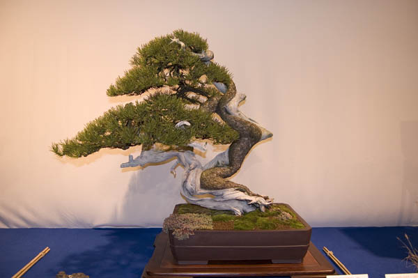 Pinus Mugo von Serge Clemence.jpg