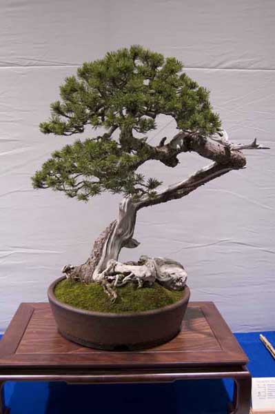 Pinus Unicata von Vaclav Novak.jpg