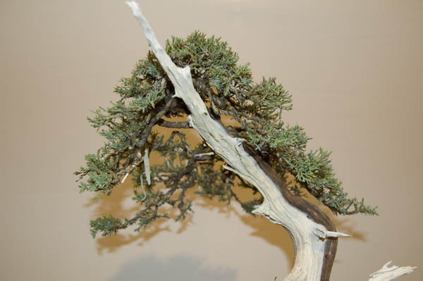 Wacholder Detail 1.jpg