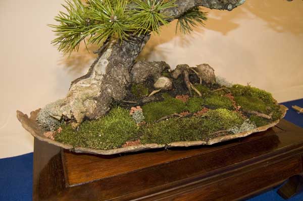 Pinus Uncinata Detail 1.jpg
