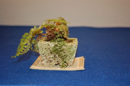 DSC_8802.JPG