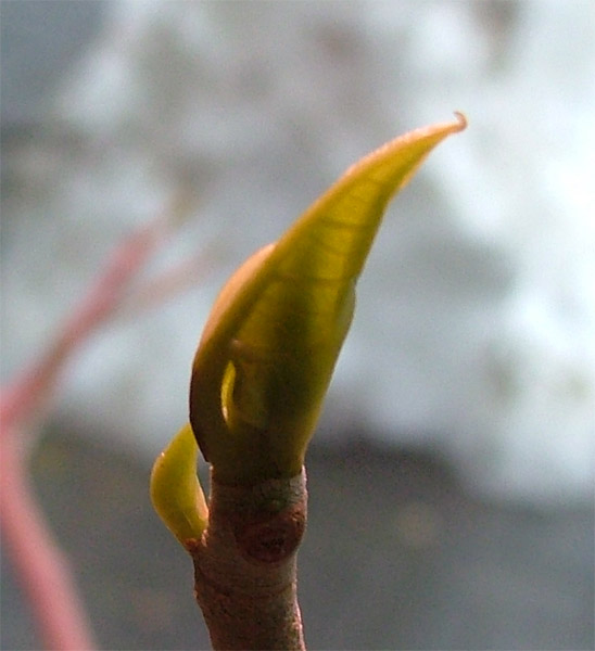 Weitere Knospen sind schon groß