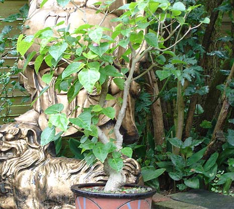 Foto aus dem September, so stand der Ficus r. beim Vorbesitzer