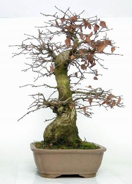Foto des Bonsai-Zentrum Münsterland bonsai.de, mit freundlicher Genehmigung