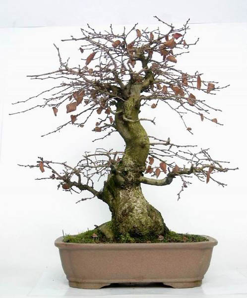 Shop-Foto aus dem Onlineshop des Bonsai-Zentrum Münsterland bonsai.de, mit freundlicher Genehmigung