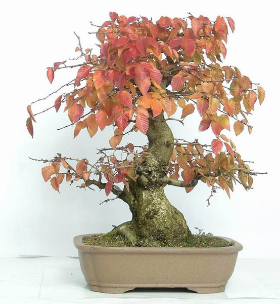 Shop-Foto aus dem Onlineshop des Bonsai-Zentrum Münsterland bonsai.de, mit freundlicher Genehmigung