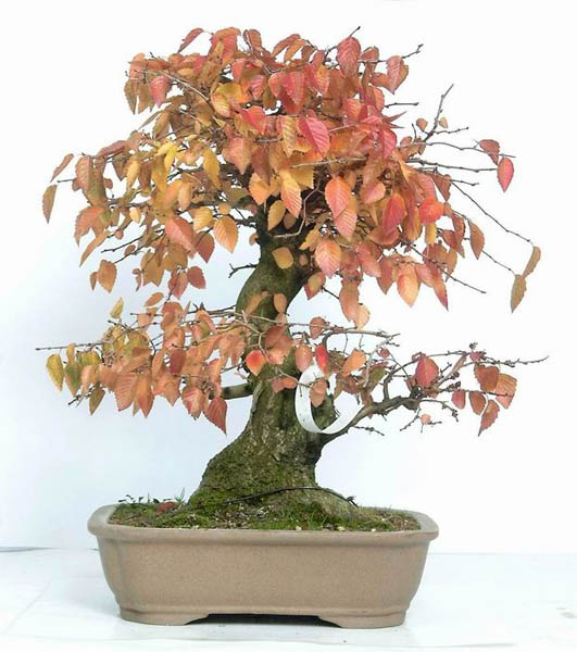 Shop-Foto aus dem Onlineshop des Bonsai-Zentrum Münsterland bonsai.de, mit freundlicher Genehmigung