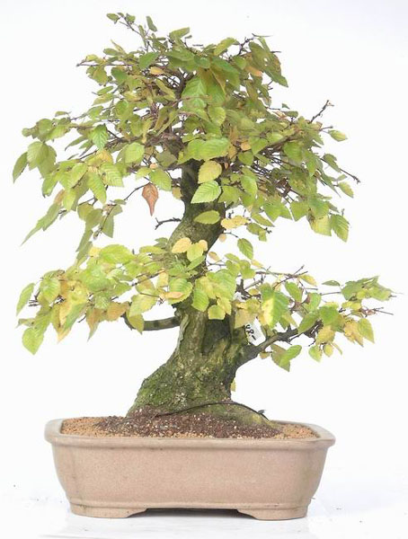 Shop-Foto aus dem Onlineshop des Bonsai-Zentrum Münsterland bonsai.de, mit freundlicher Genehmigung