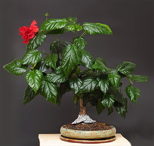 schmieda_hibiskus_0109_1.jpg