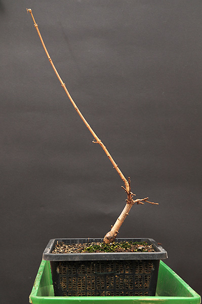 acer_schmieda_0109_1.jpg
