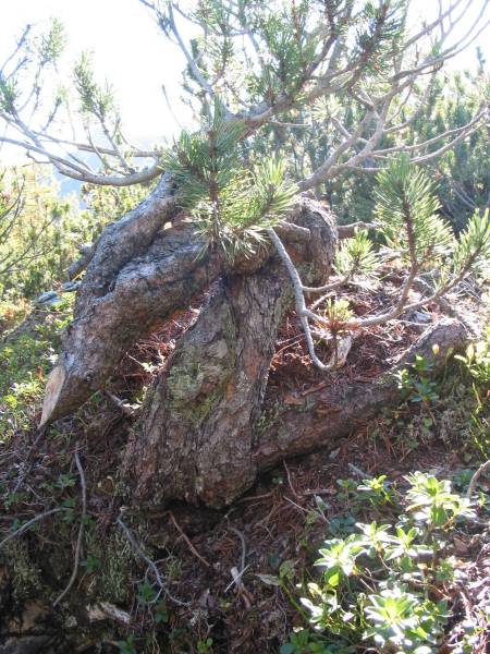Baum am Standort