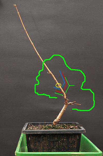 acer_schmieda_0109_4.JPG