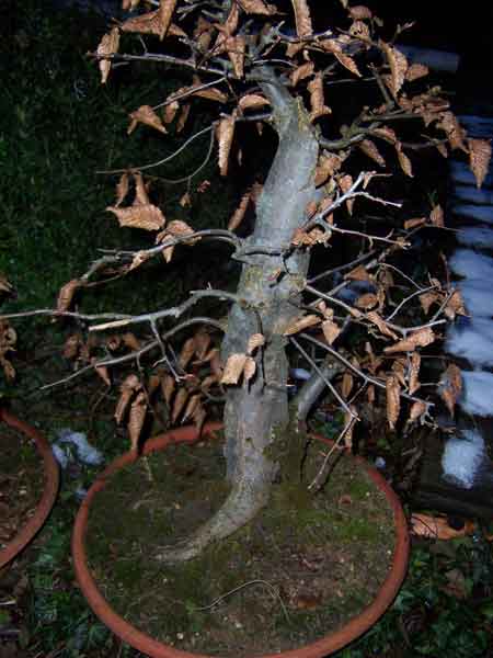 eine_maechtige_buche_131a.jpg