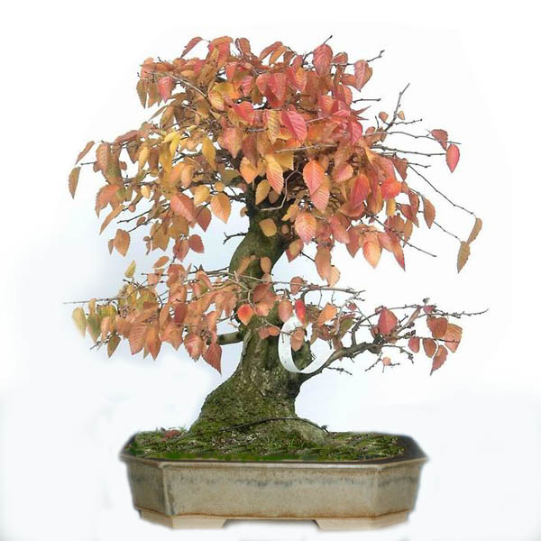 Schale Horst Heinzlreiter (hhpots.com)