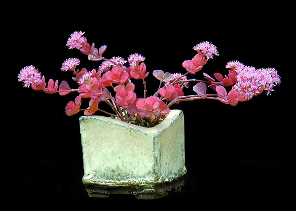 P1010041-Sedum.jpg