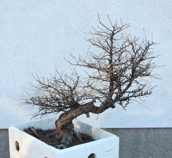 larixFH_03.jpg