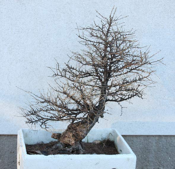 larixFH_02.jpg