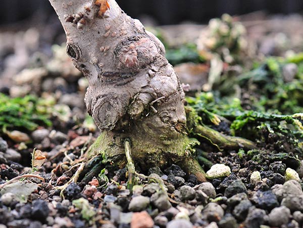 acer_schmieda_0109_5.jpg