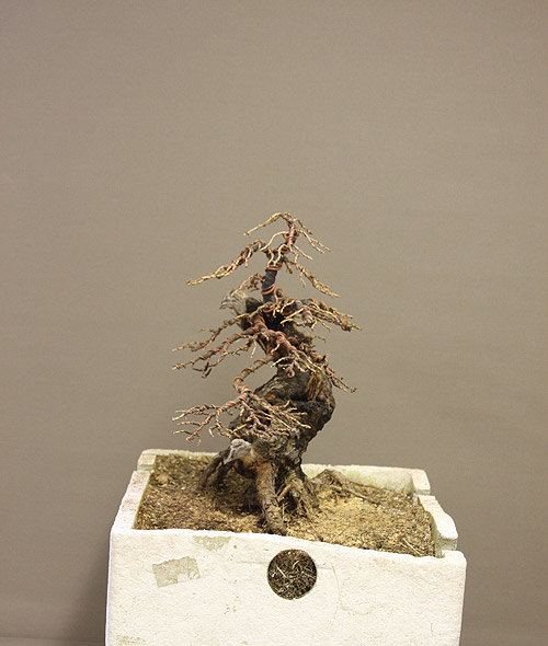 larixFH_05.jpg