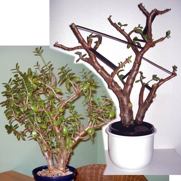 crassula-ovata-schnitt.jpg