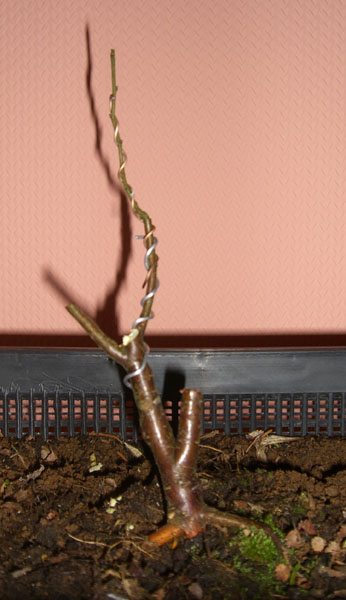 Zwergbirke_20090212_klein.jpg