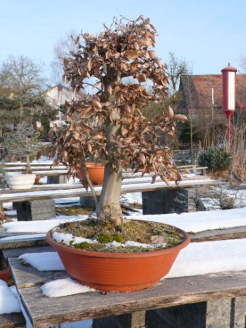 Hainbuche