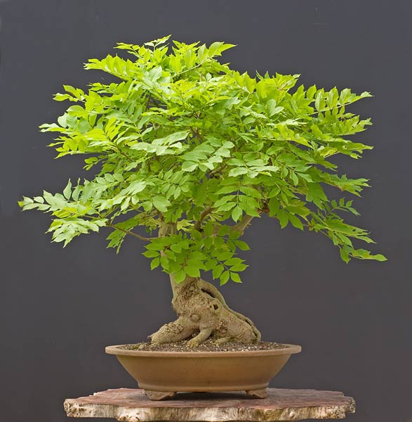 NSC_5477ofv.jpg