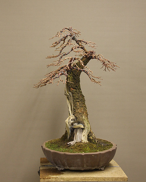 Cotinus_05.jpg