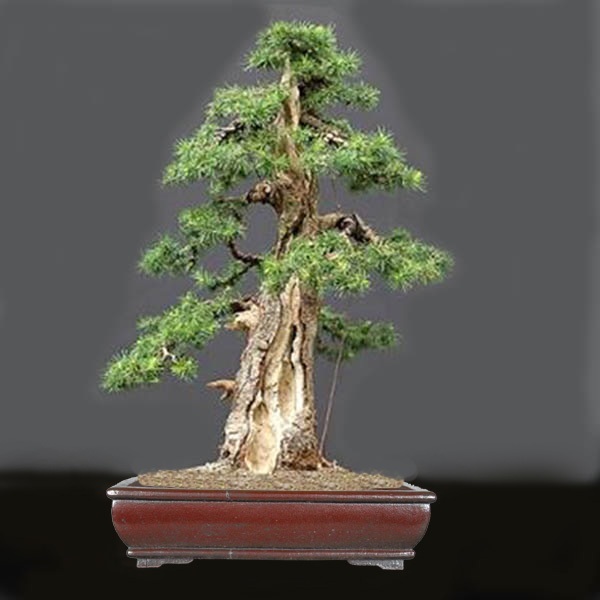 new_Laerche_HendrikVir799.jpg