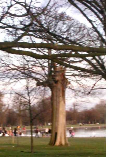 Vorbild-Eiche London.JPG