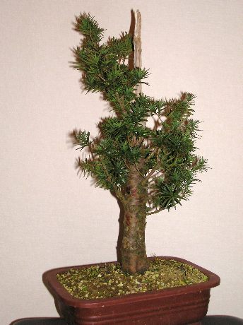Adlerschwingen-Eibe (Taxus baccata), 15 Jahre, 60 cm)
