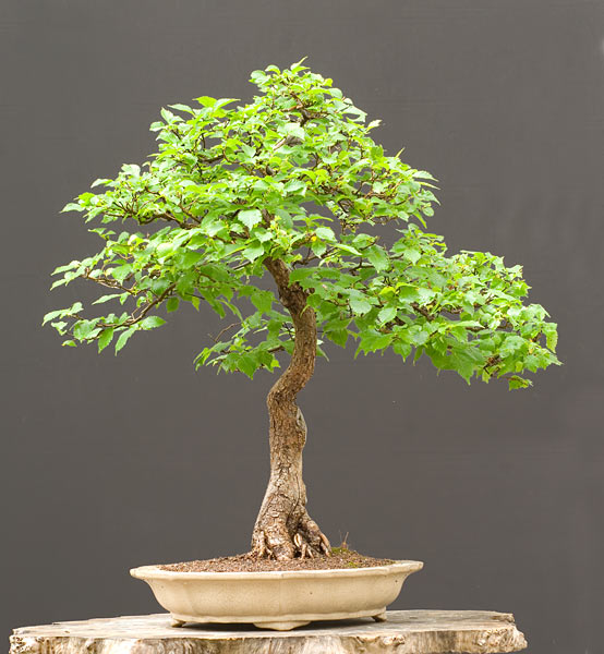 2008-05-NSC_5514ofv.jpg