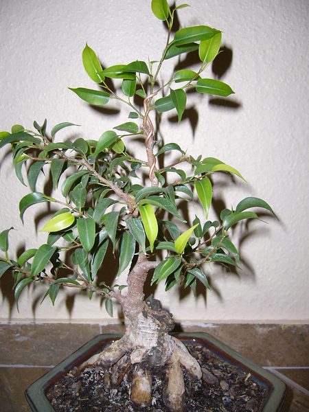 Ficus01.jpg