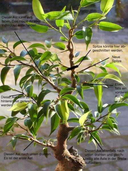 Ficus02.jpg