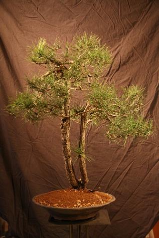 comp_IMG_4031 neu.JPG