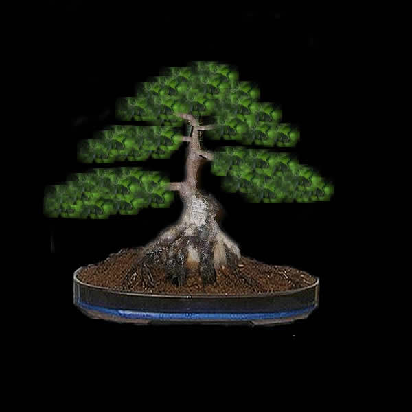 Ficus_sumo_net.jpg