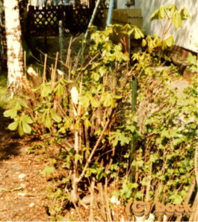 Kastanie in Ligusterhecke 1982