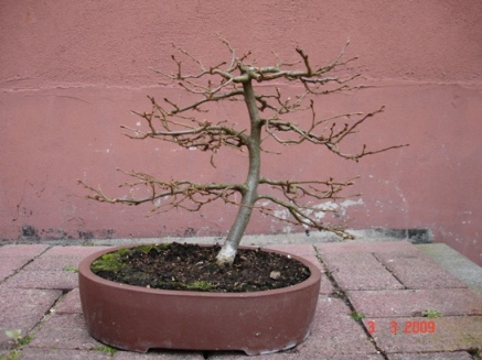 Die Hainbuche nach dem Winter und unbearbeitet