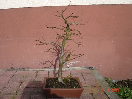 Die Hainbuche heute vor den ersten Schnitten