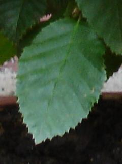 Nahaufnahme Blatt