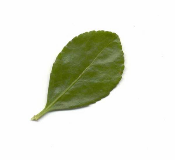 1Blatt.jpg